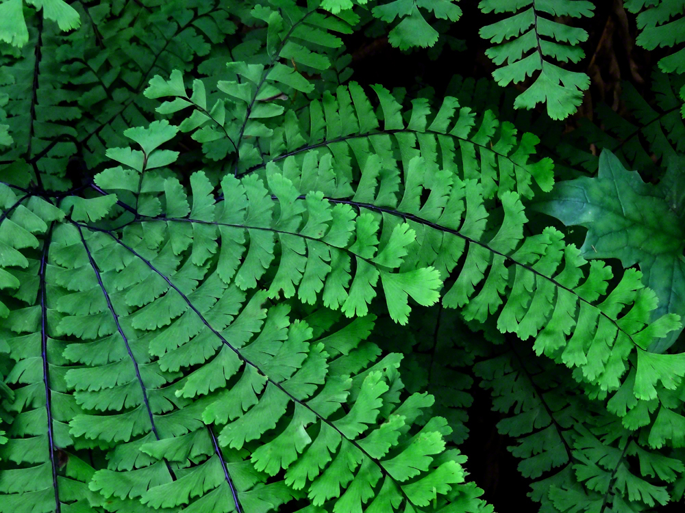 Spring Ferns, Columbia Gorge