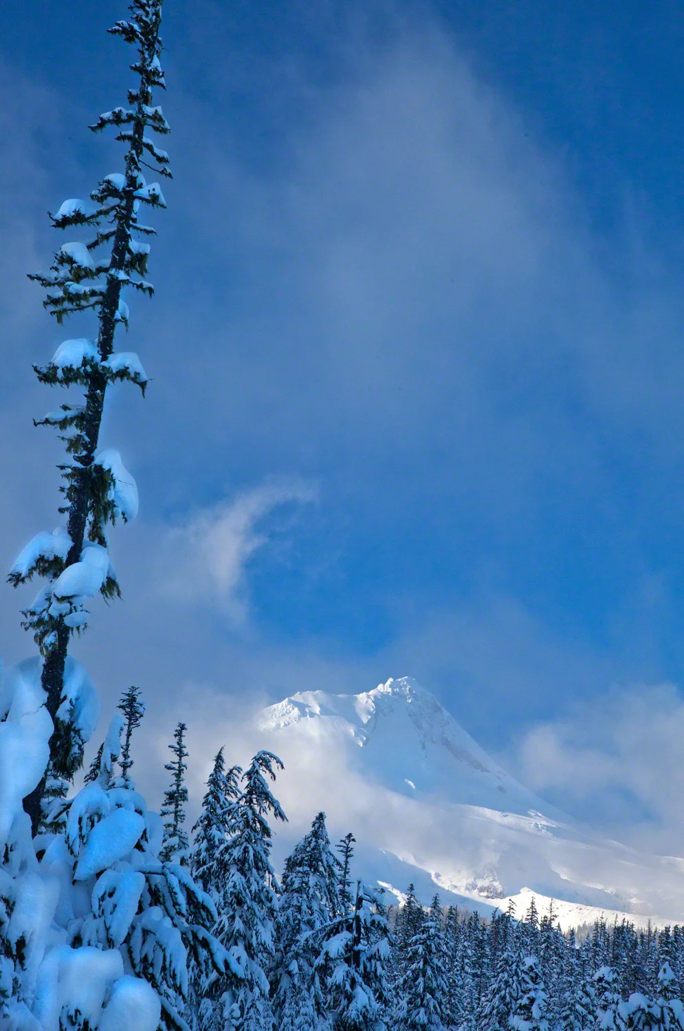 Teacup Trail, Mt. Hood