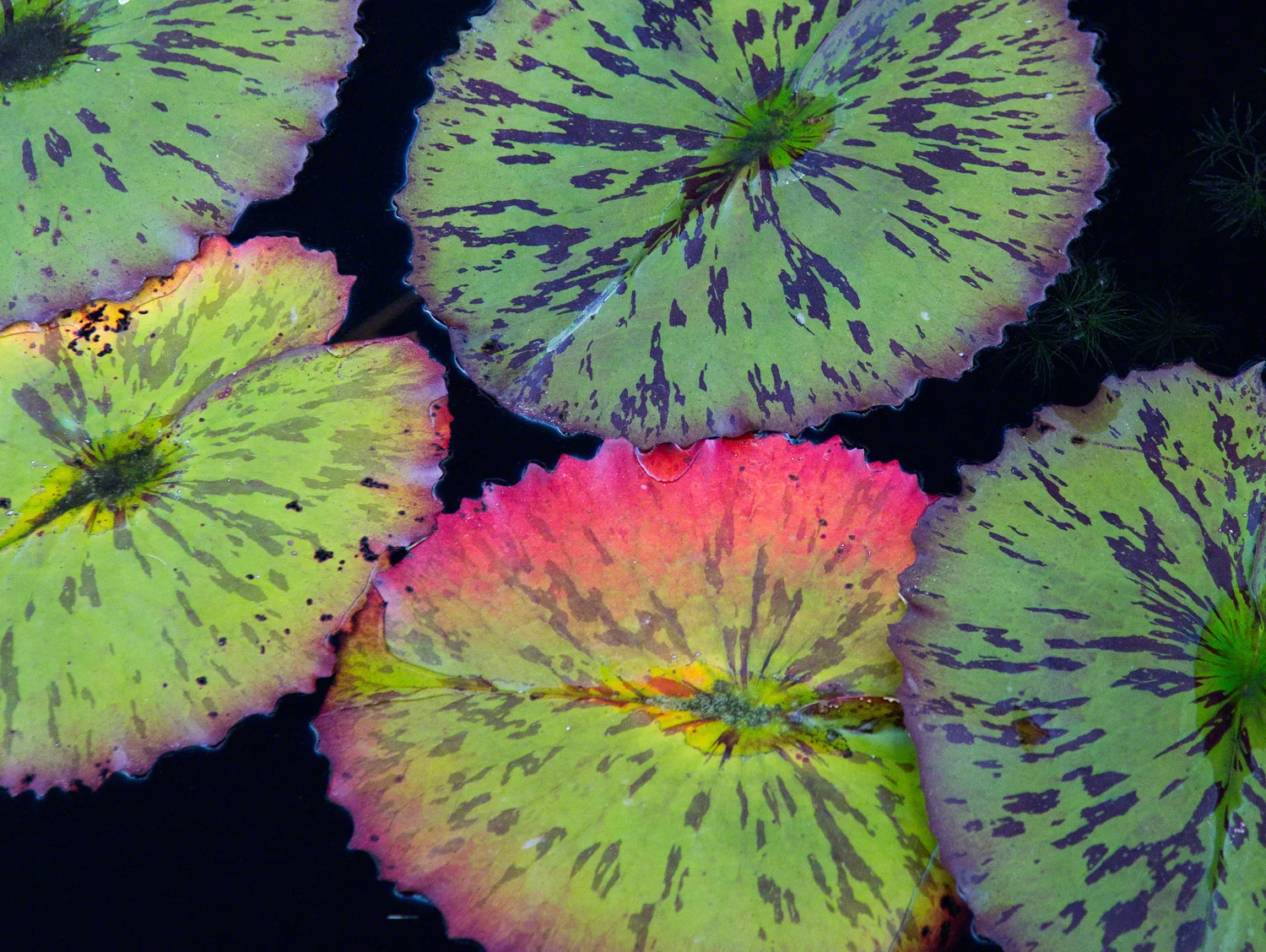 Waterlillies, Atlanta Botanical Garden