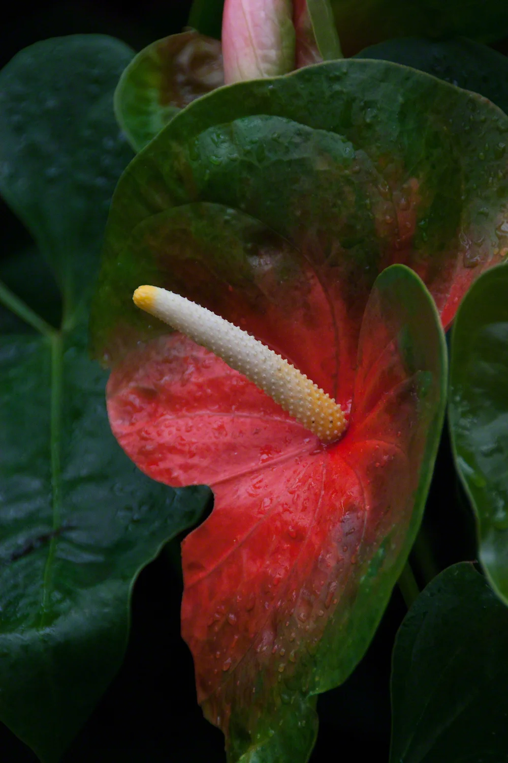 Color, Atlanta Botanical Garden