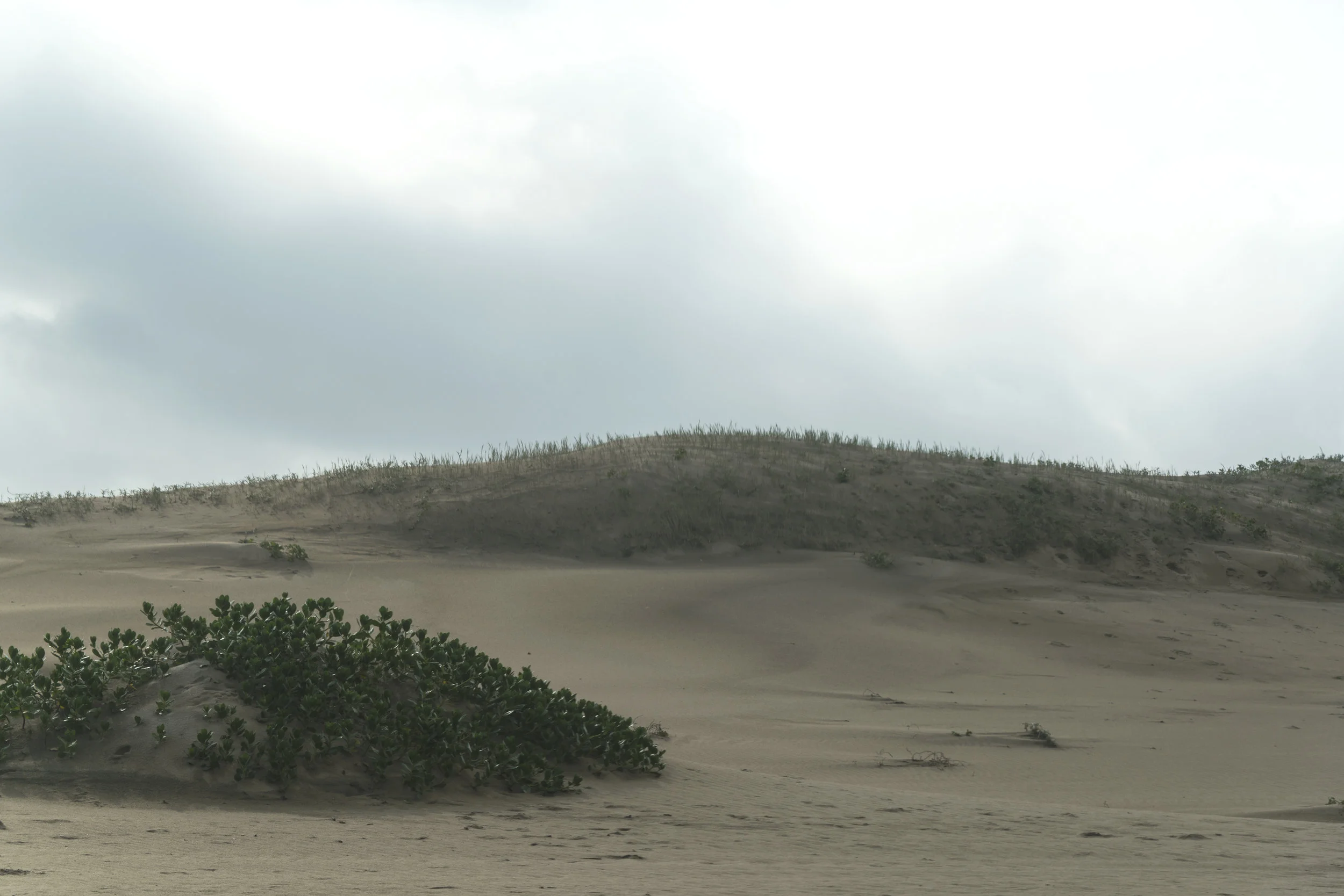 Dune Study Indian Ocean.jpg