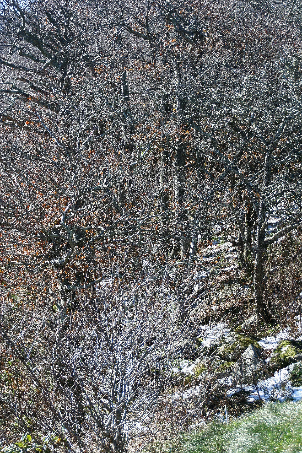 IMG_0952a copy.jpg