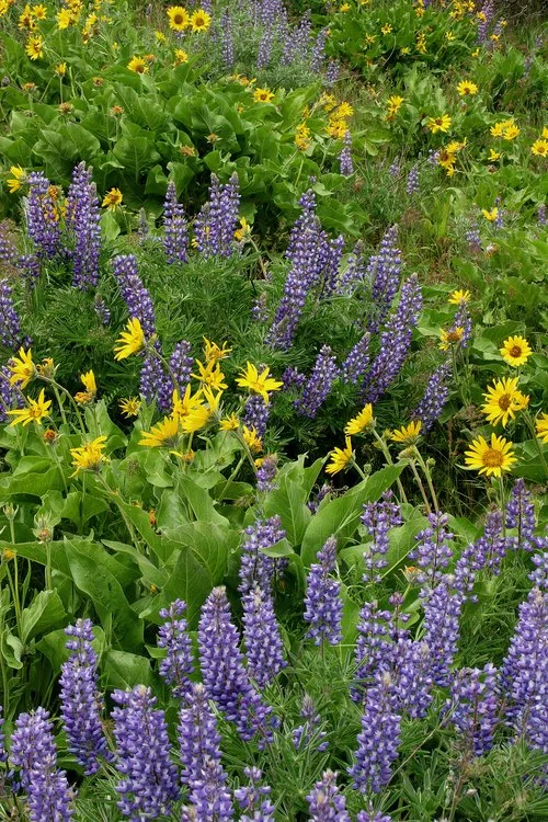 Landscapes and Gardens