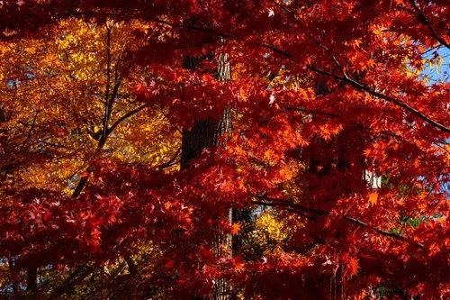 Autumn