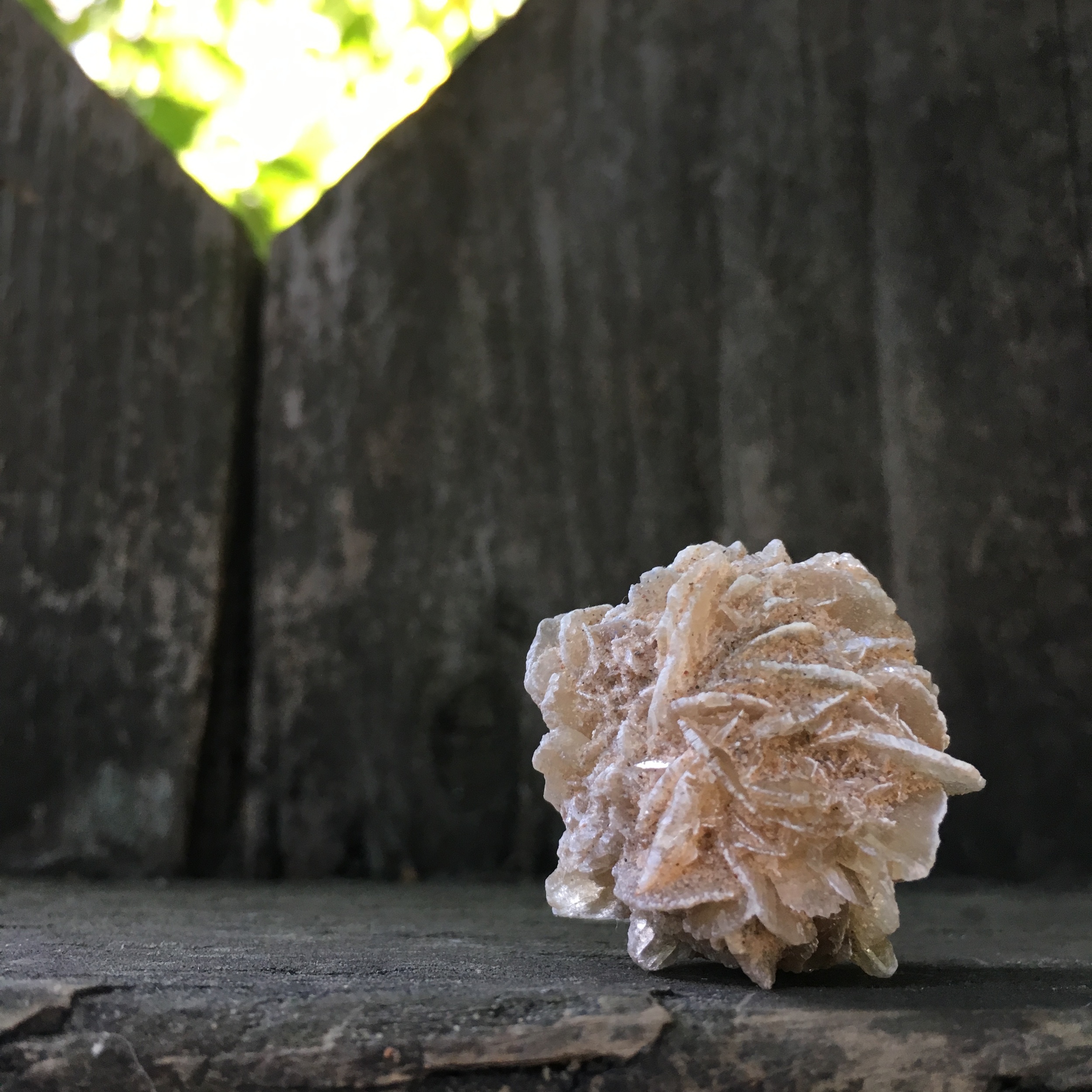 :: gypsum ::