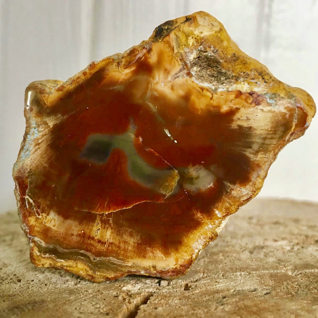 :: Petrified Wood ::