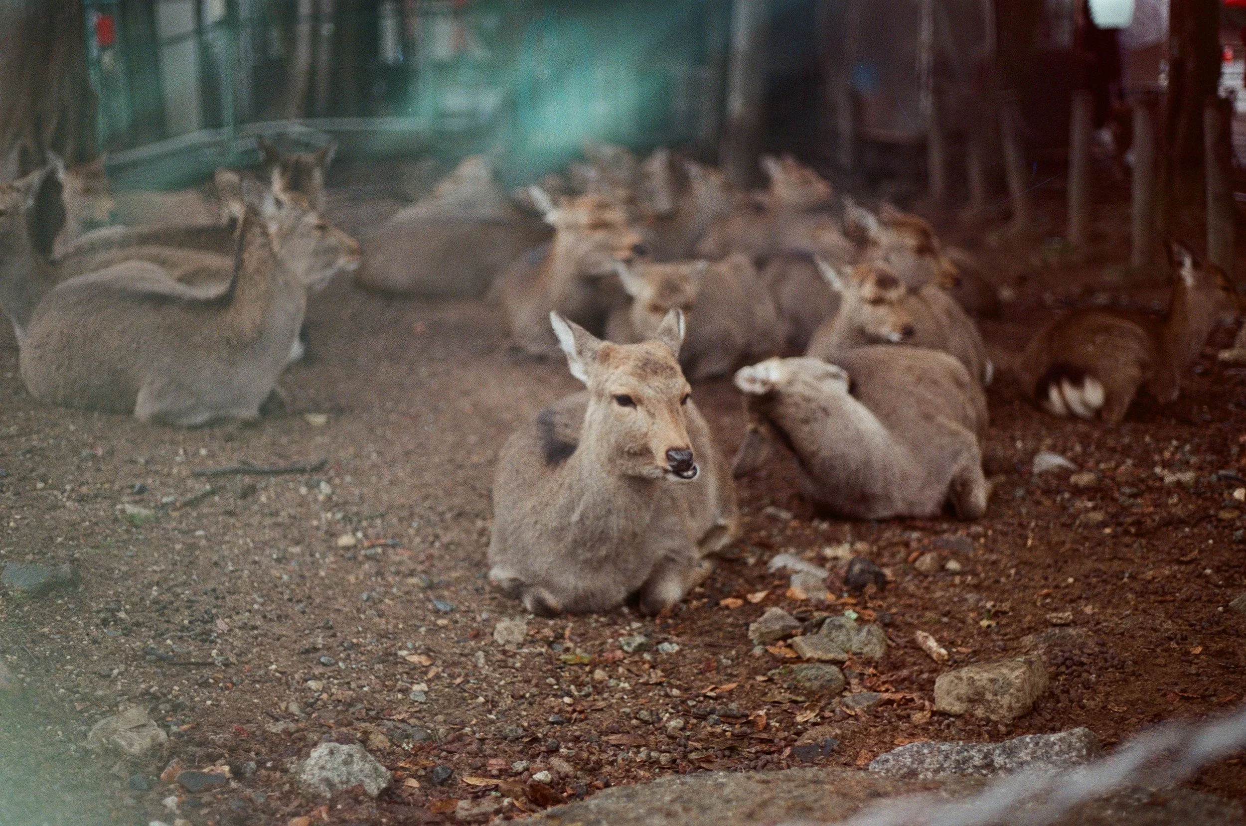 Japan-Film_24.jpg