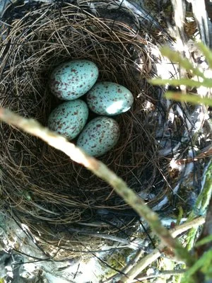 The Speckled, Eggshell Blue colored eggs - from a Northern Mocking Bird. Photo via: Jacui Paredi