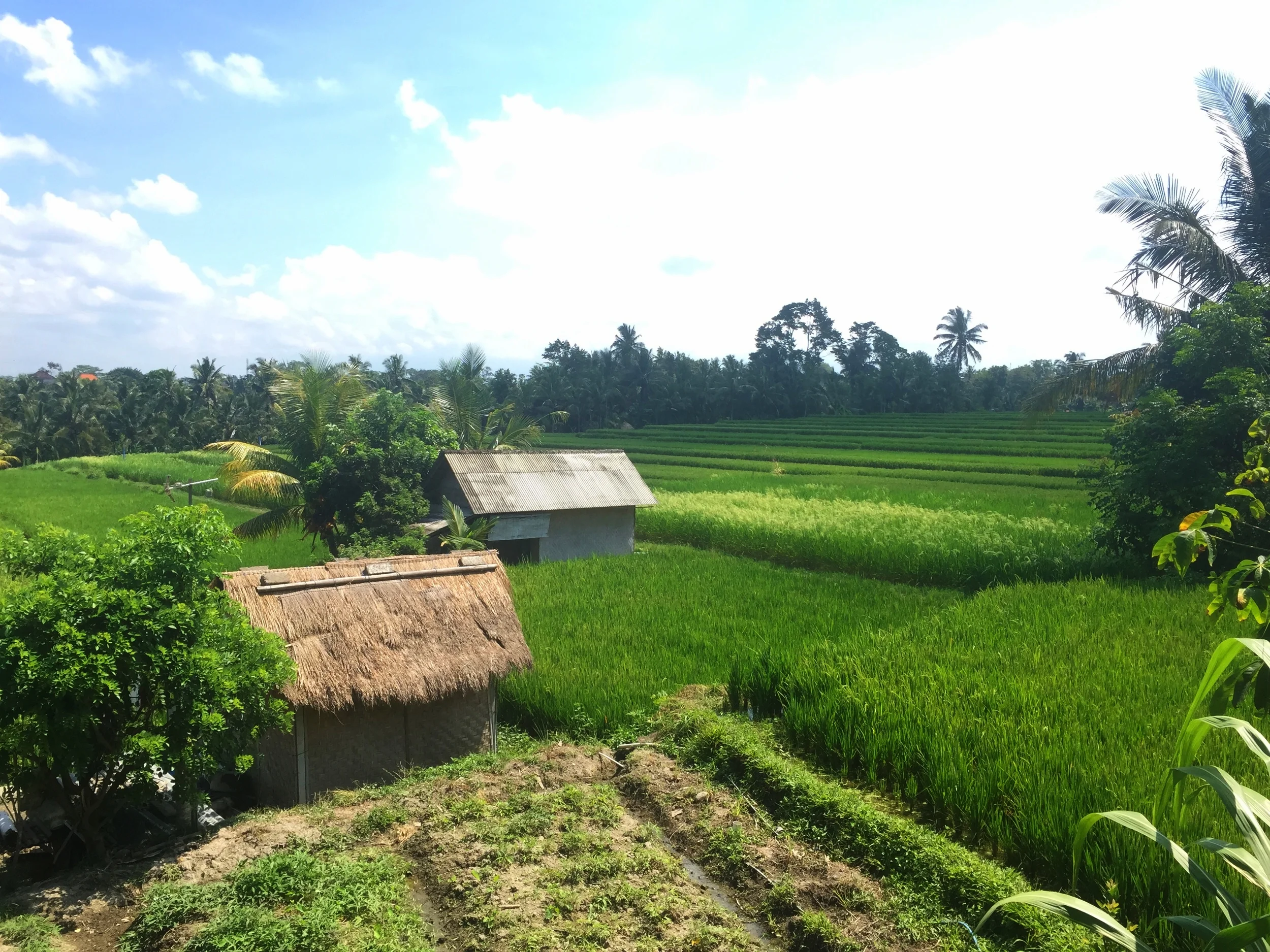 8. Lunch at Sari Organik, Ubud
