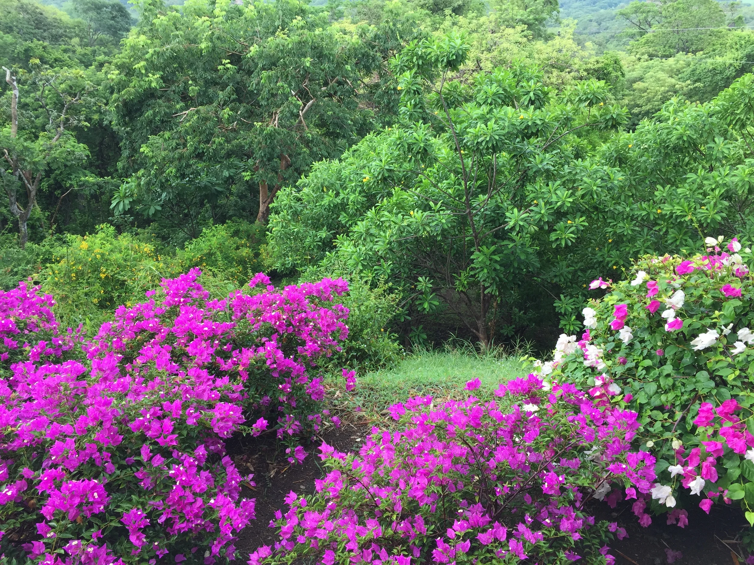 IDI TRAVEL LOG NO. 3 : INCENTIVES FOR SUSTAINABLE ECO-TOURISM ON A NATIONAL LEVEL