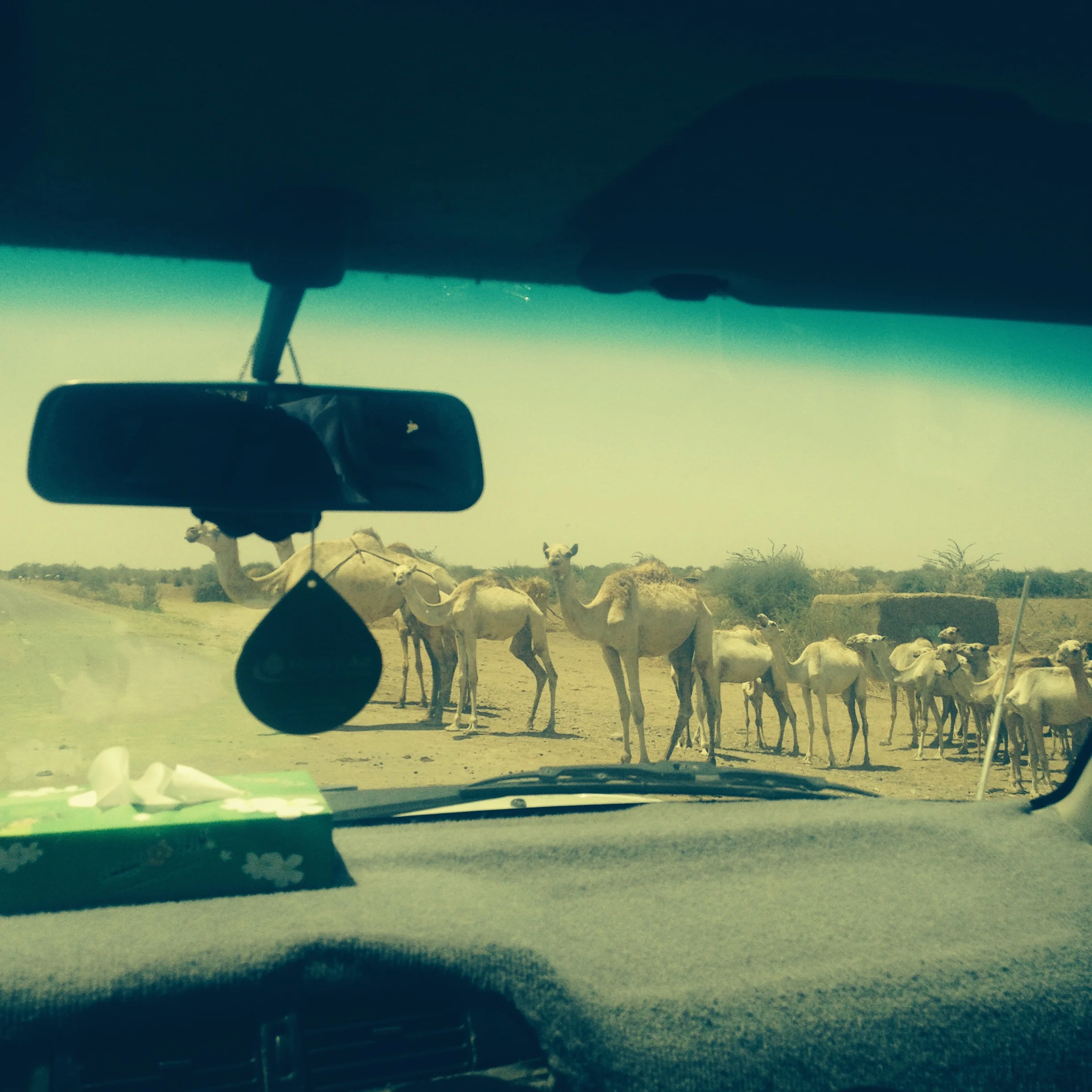 Meeting the camels