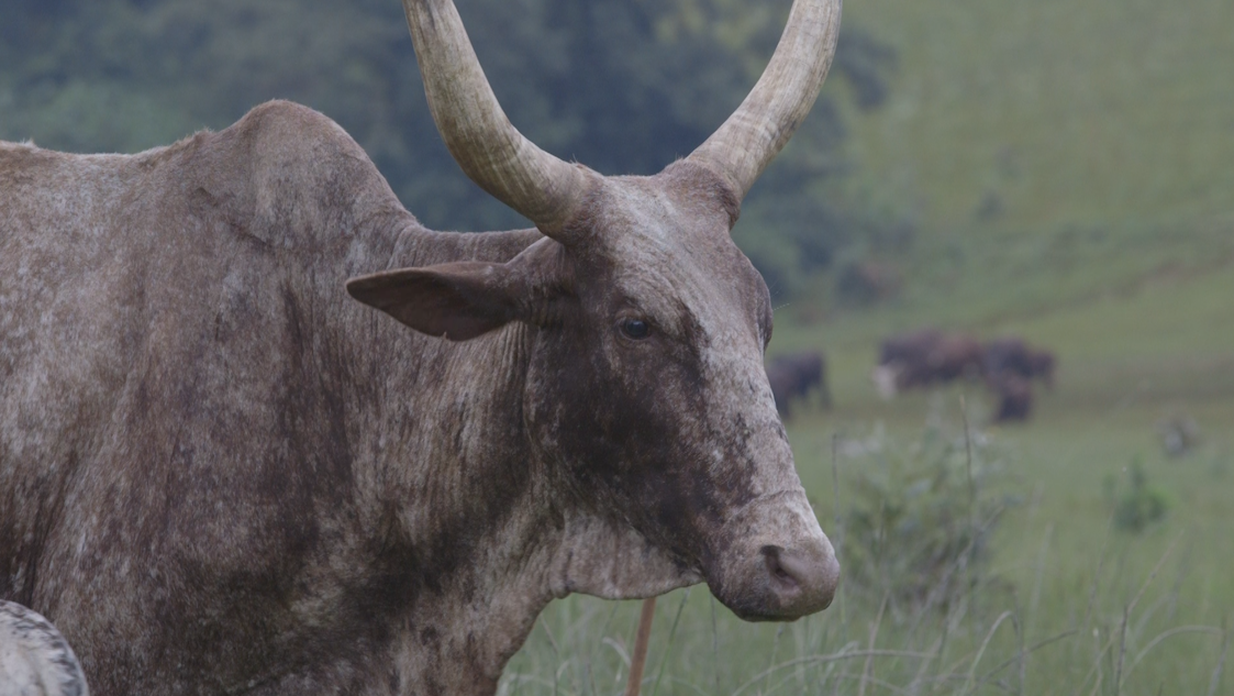 cow cameroon.png