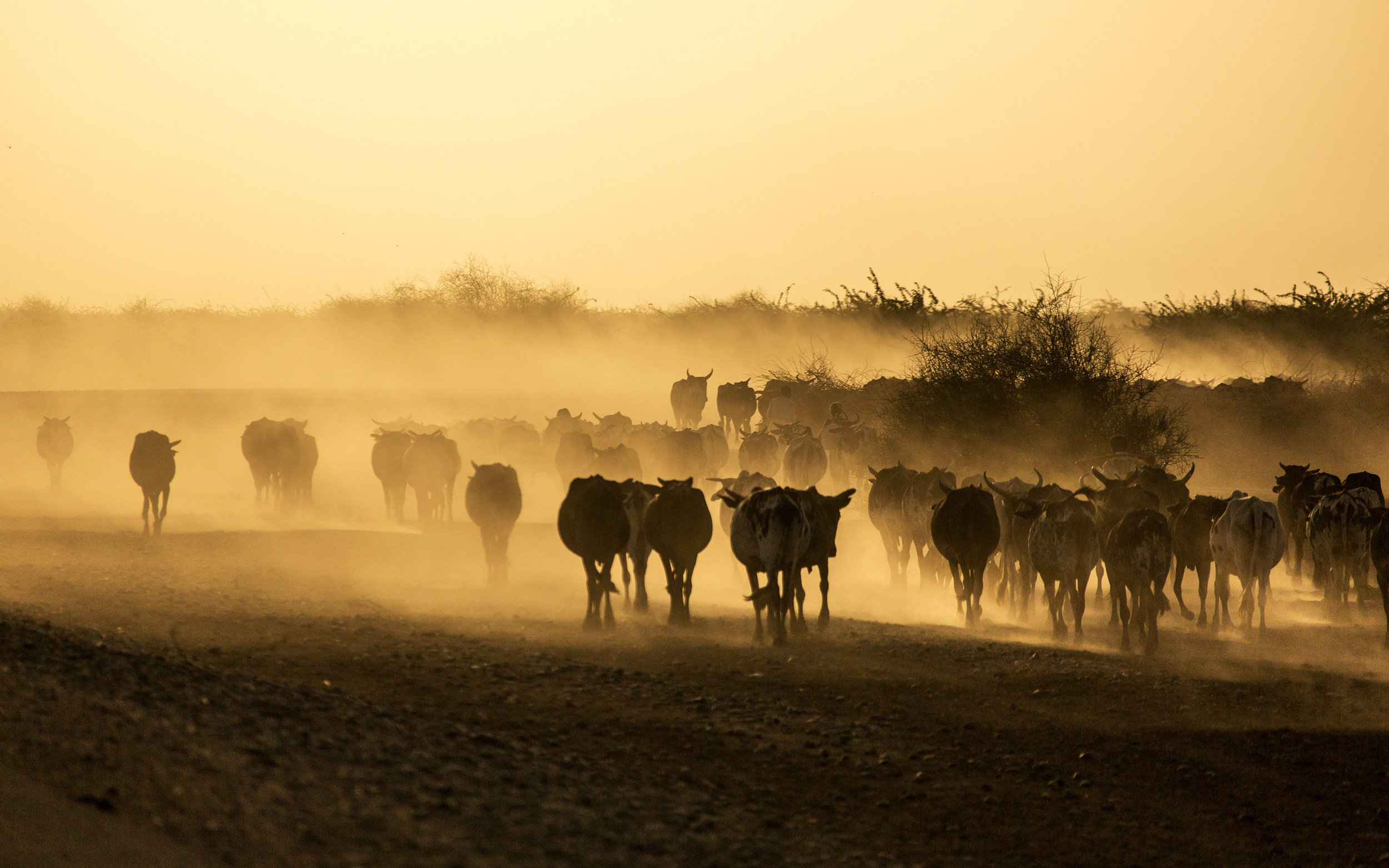 Sudan-SunsetCows.jpg