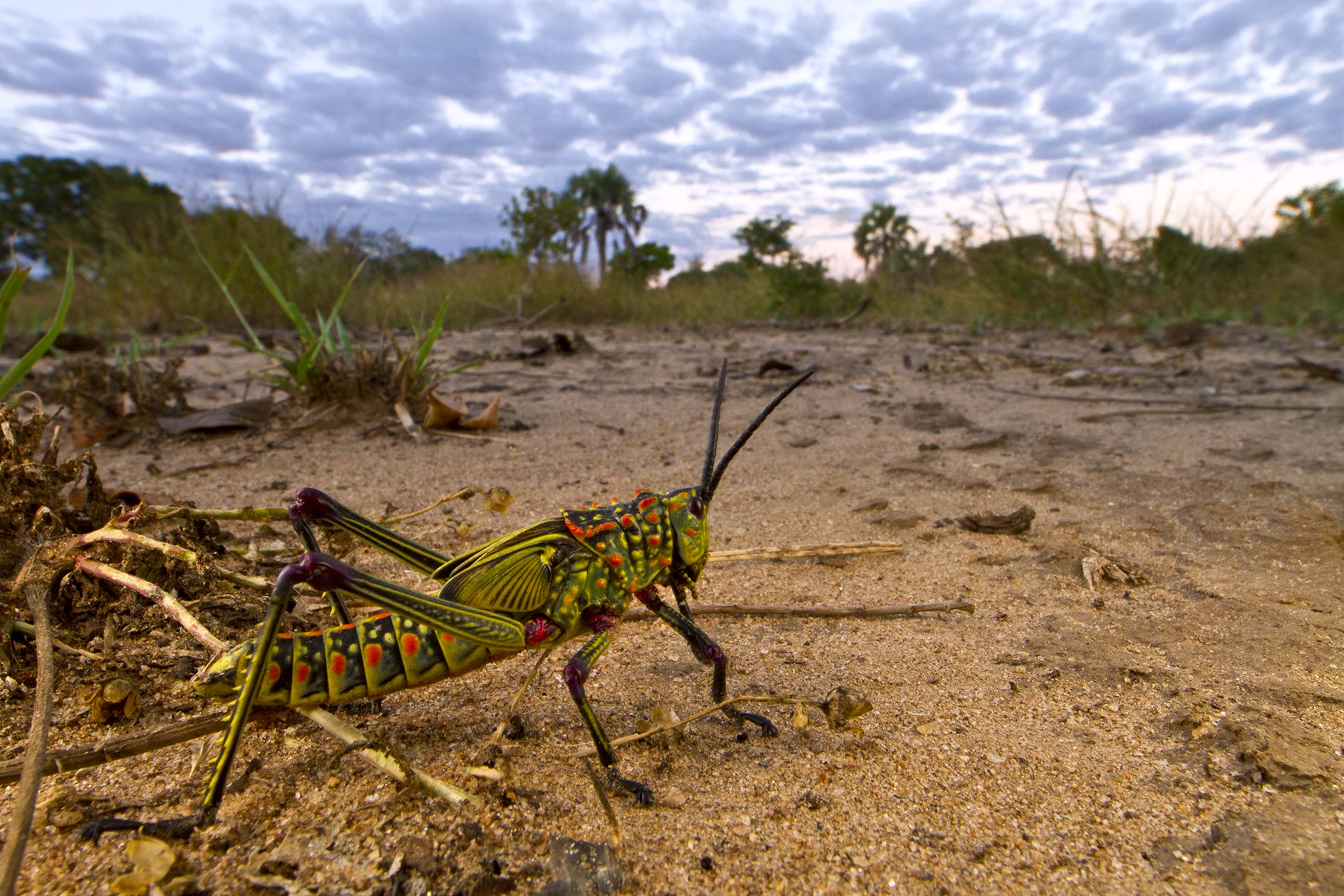 Mozambique_2012_9813.jpg