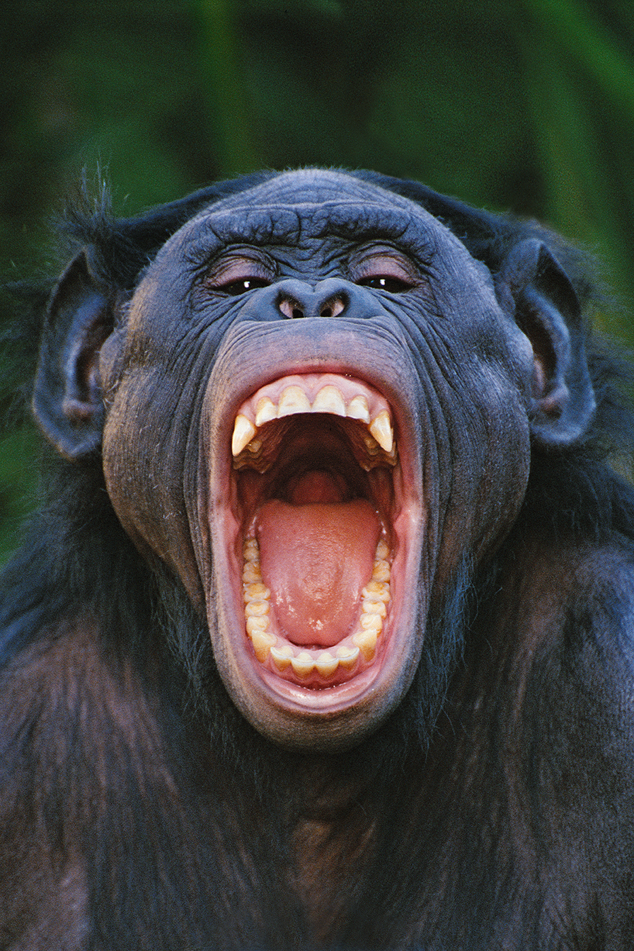 Bonobo grimacing, Congo / lanting.com