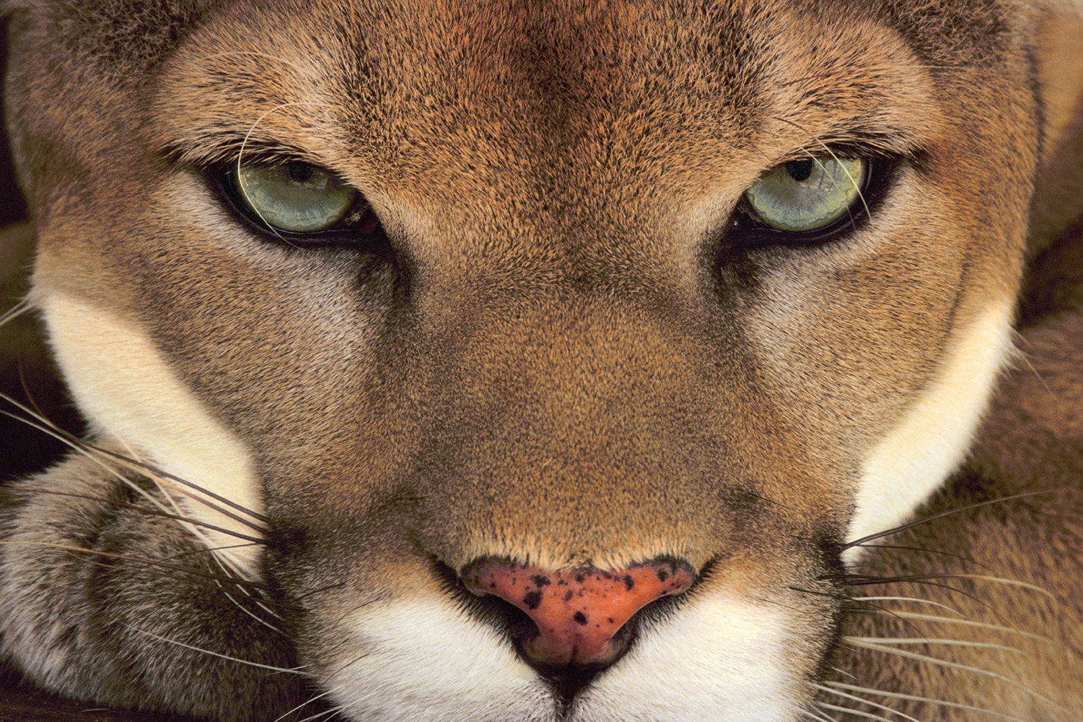 Cougar face, Belize / lanting.com
