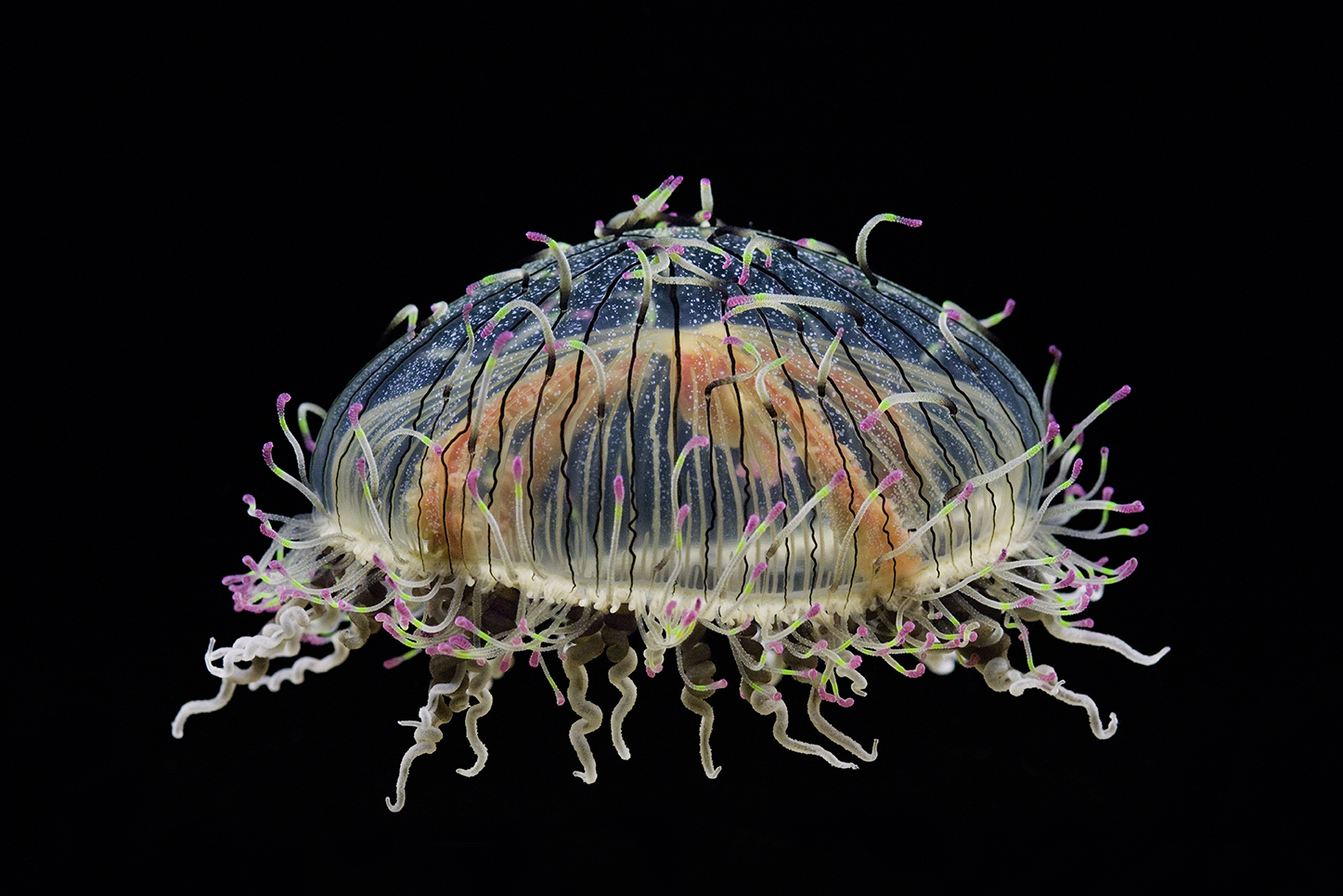 Flower Hat jelly, Monterey Bay Aquarium, California / lanting.com
