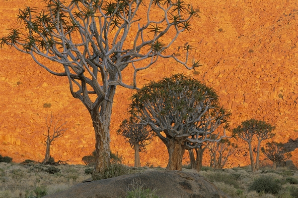 Quiver trees, South Africa / lanting.com