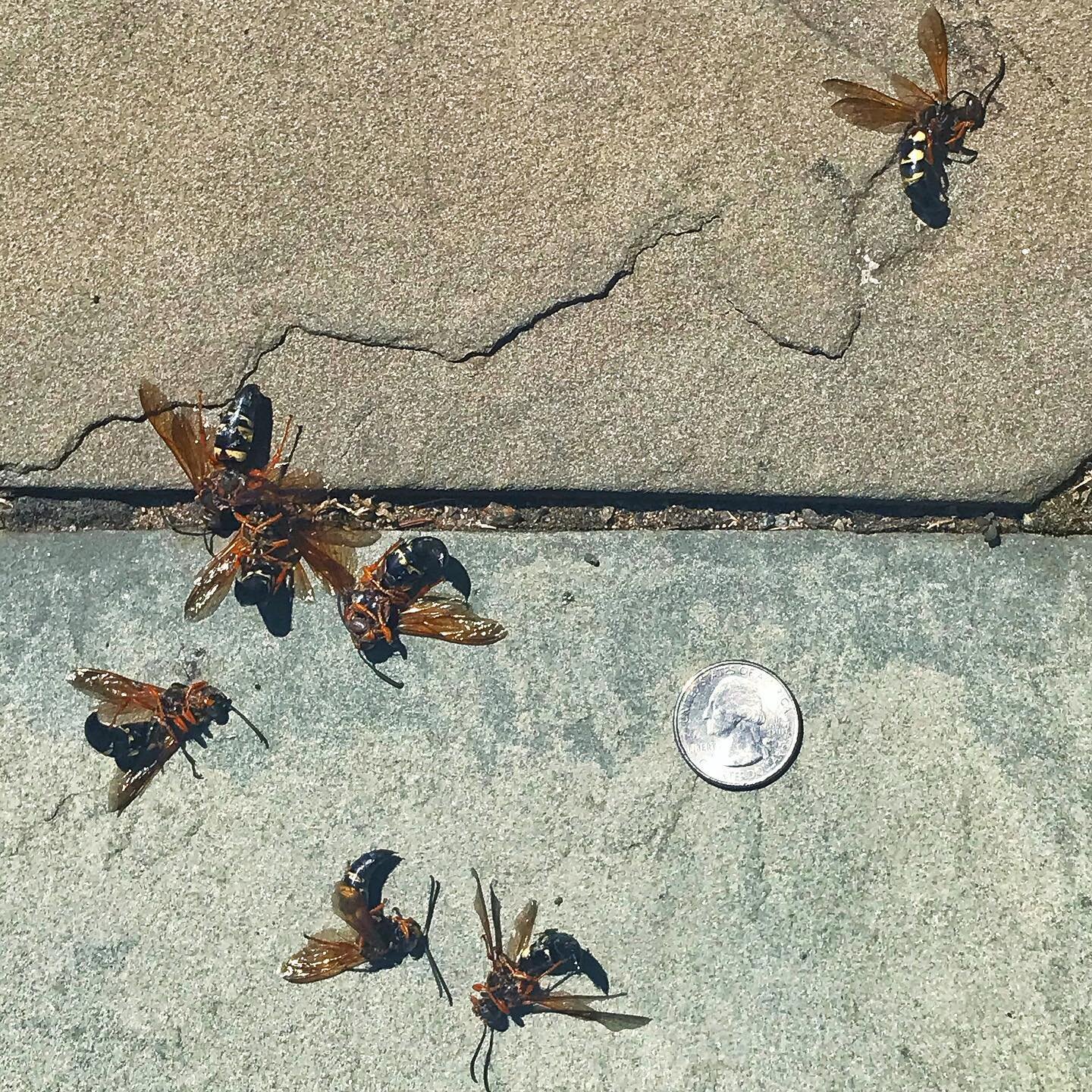 The Cicada Killer Wasp is no match for a suburban dad armed with an electric fly swatter and a flip flop.