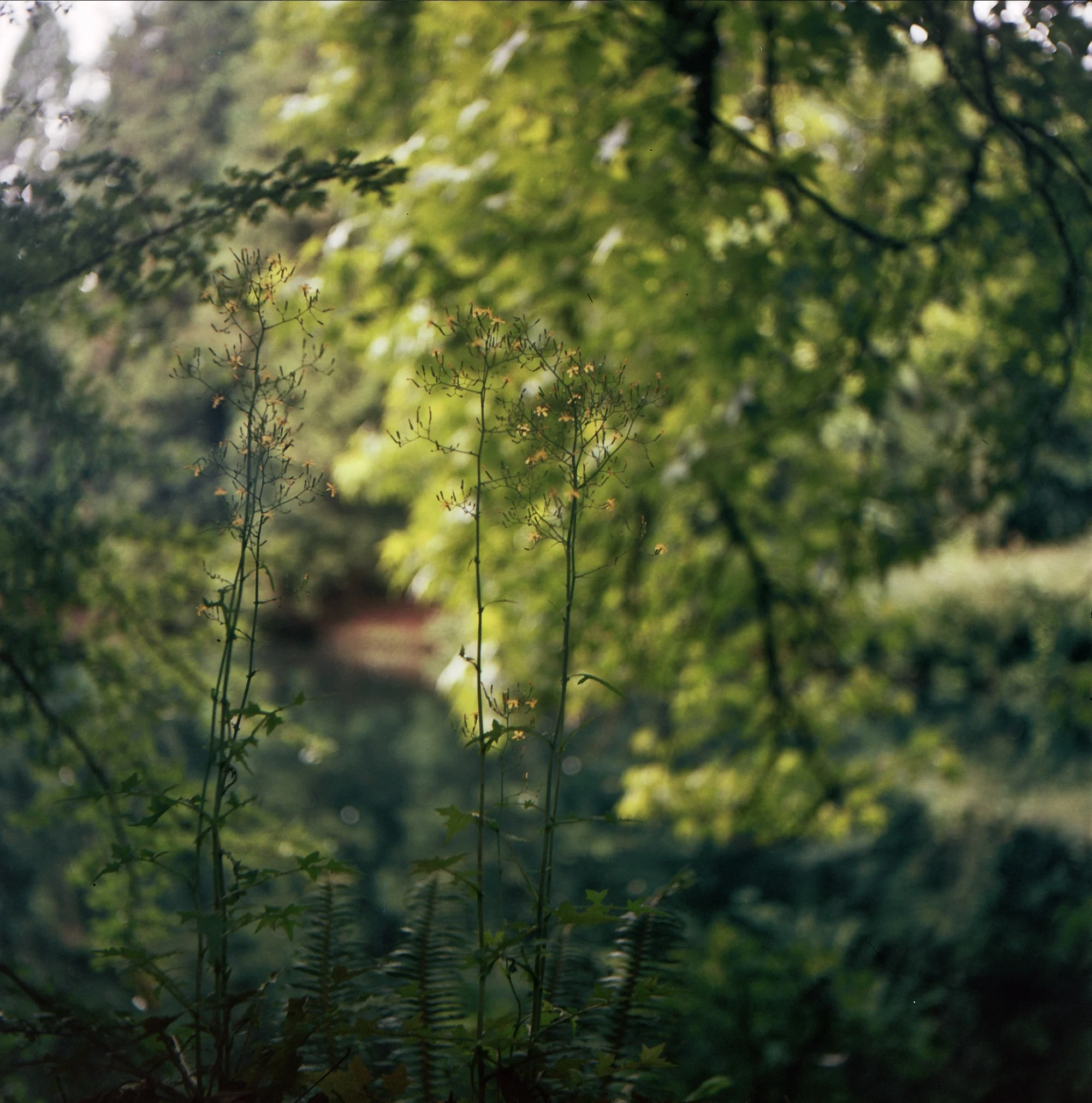 Portland, Oregon. 2017