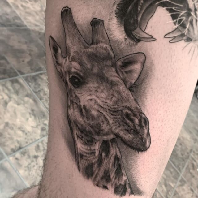 Giraffe life .
.
.
.
.
.
.
.
.
.
.
.
.
.
. .
#tattooing #inkedup #tattoo#tat#tats#tattooed#tattooer#giraffe #blackandgrey#ink #inkedlife#inkedlifestyle #inked#inkedmag#balck#blackwork#goodtattoos#shading#animaltattoo#giraffetattoo #halifaxtattoo#hali