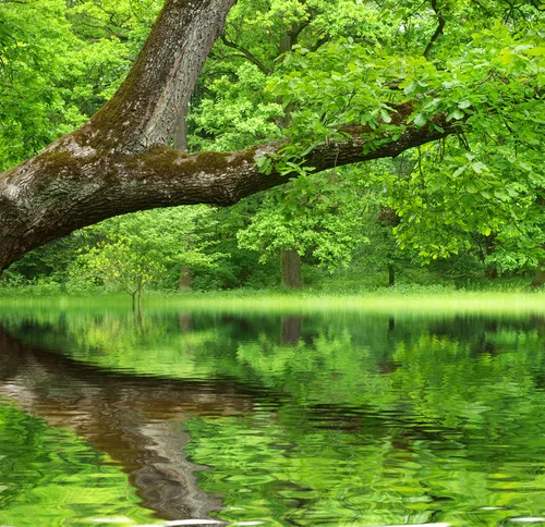 shutterstock_76483228.jpg