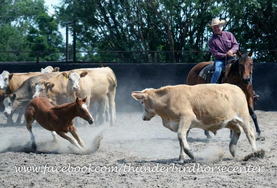 Ricochet Mac, the colt in this photograph, is a half brother to our stud, Alabama Snap. It's clear he's a natural athlete, and naturally bred to cow up. Ricochet Mac, and more colts like him, are available for sale through Thunderbird Horse Center in Brandon, Manitoba.