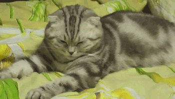 cat boop.gif