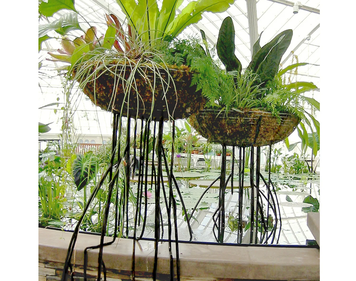 aerial roots OPT square 1500.jpg