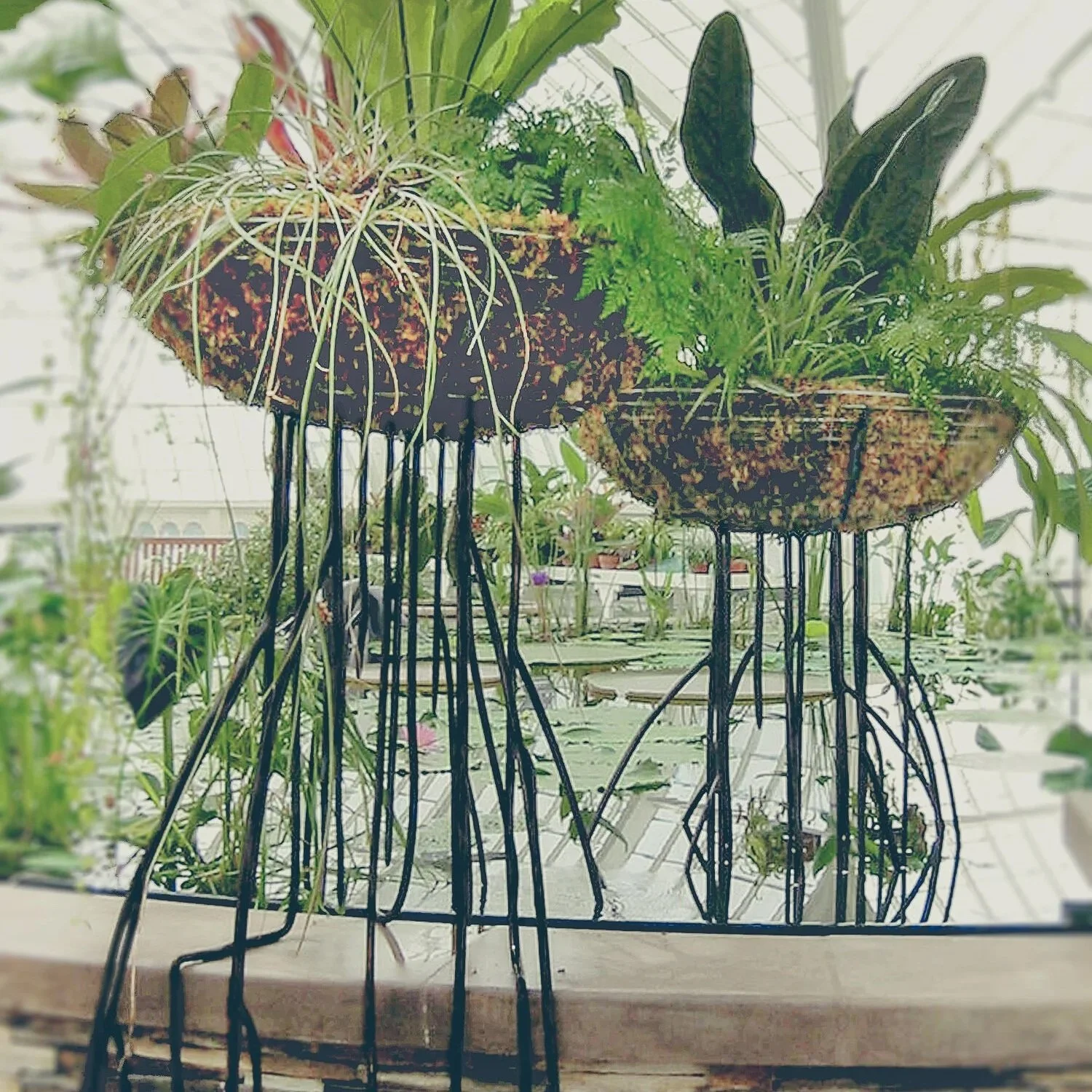 Aerial Roots