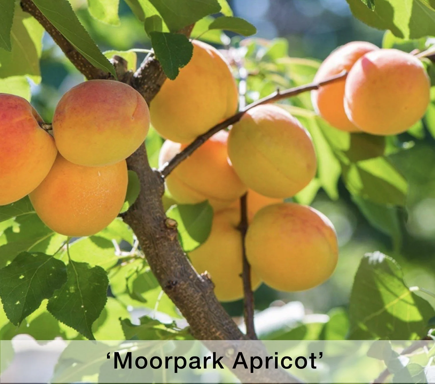 Moorpark Apricots .jpg