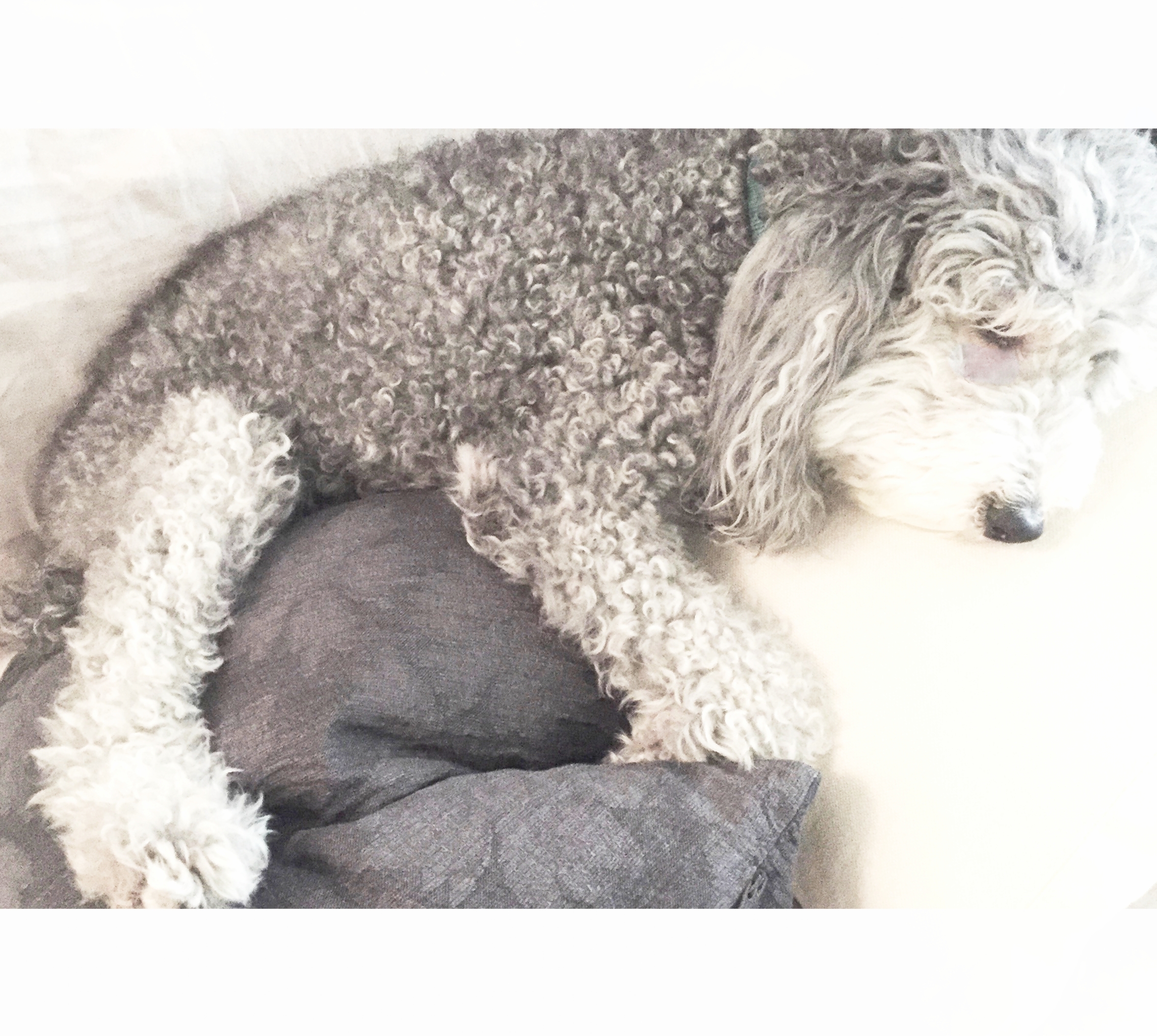 Meet Remy, provider of entertainment and occasional design counsel. (Actually, he spends most of the day napping and barking at the UPS guy).