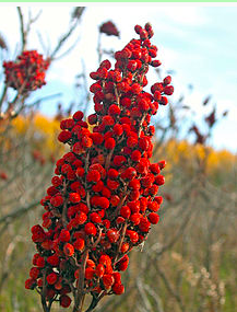 Image of staghorn sumac. 