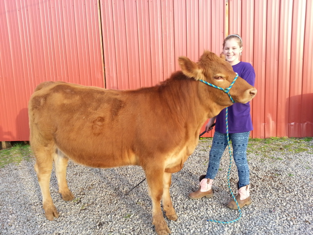 Anna Waters of Blount County with her cow Lucille. Anna is one of the participating future farmers in the featured cattle show and livestock program of this installment of The Tennessee Farm Table.