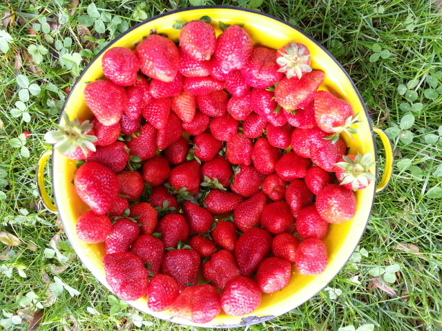 Strawberries grown by Mitchell Hyde.