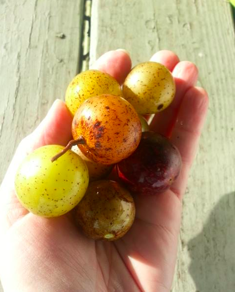 Scuppernong image Hembree Farm.png