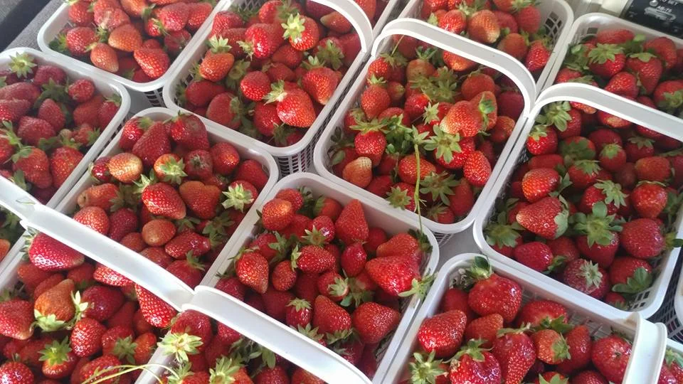 David Lay Strawberries.jpg