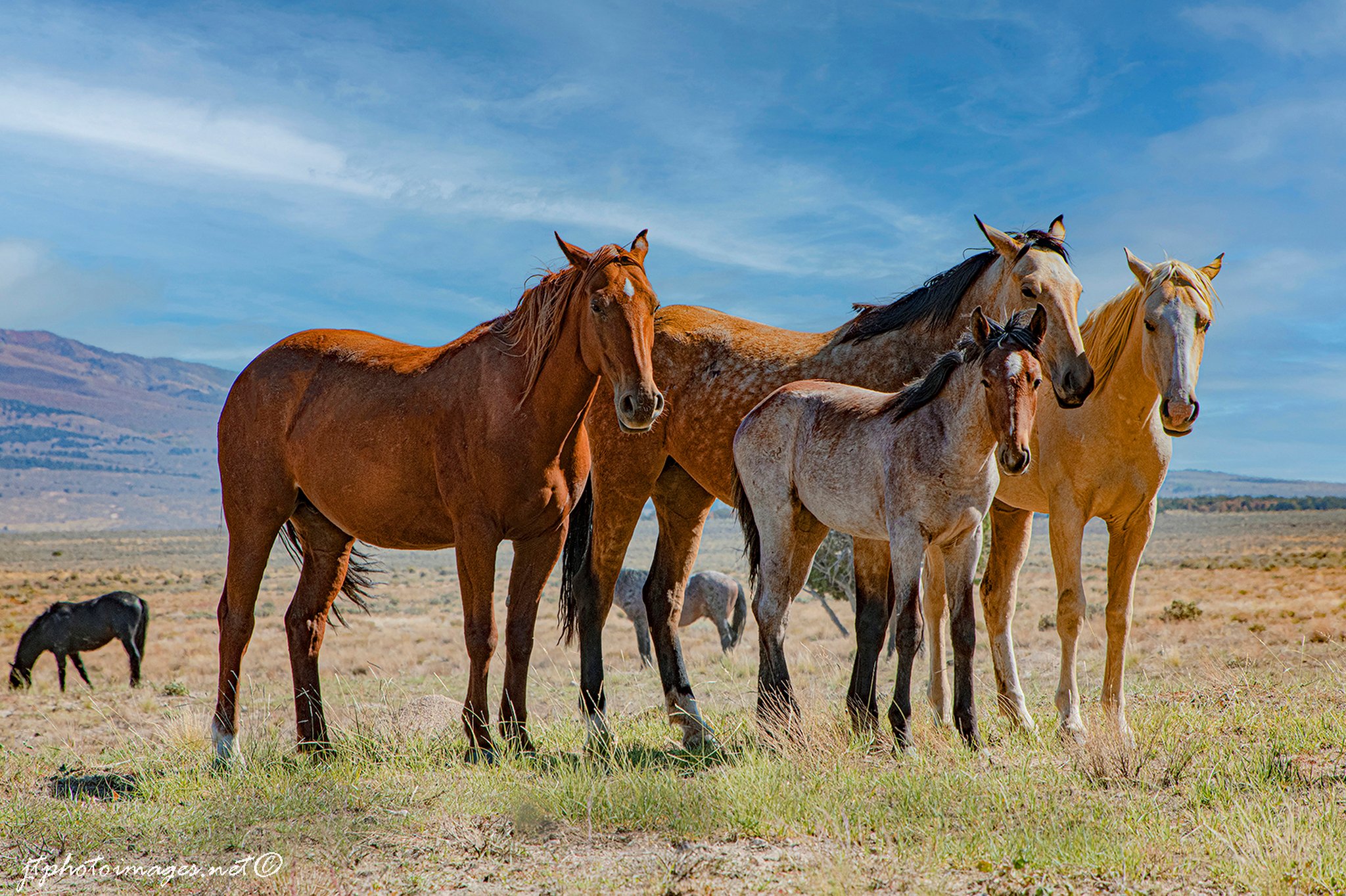 whittaker_Onaqui Wild Mustangs Family Portrait_web.JPG