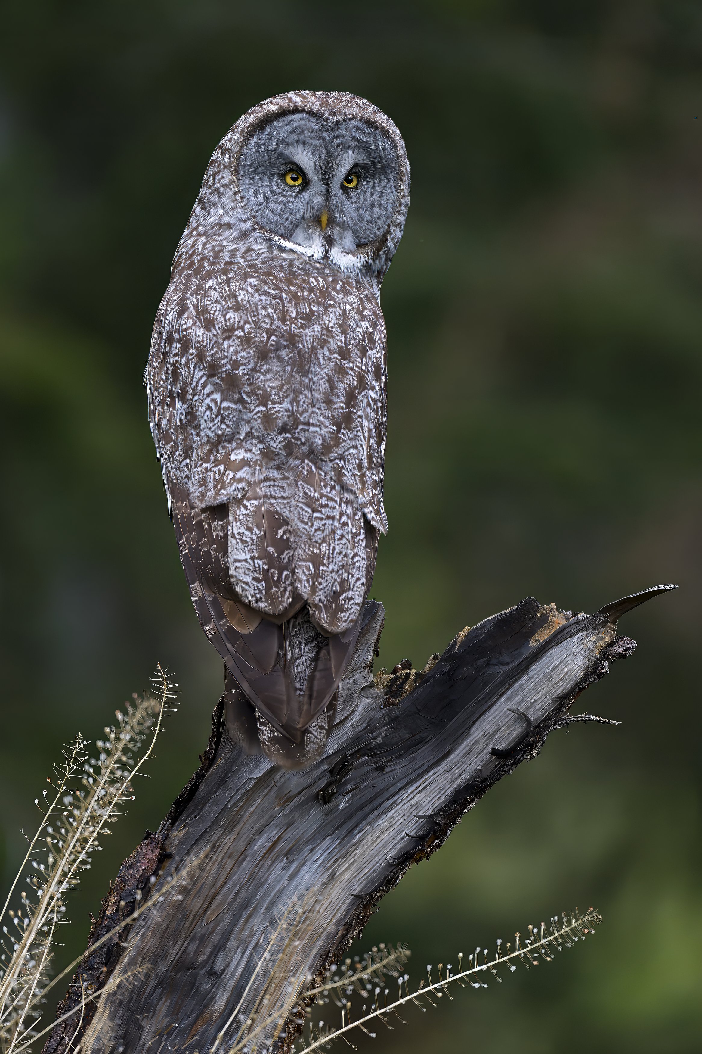 942.5  942.1 - DSC02531  Great Grey May 2025 Canada 1x1.5 .jpg