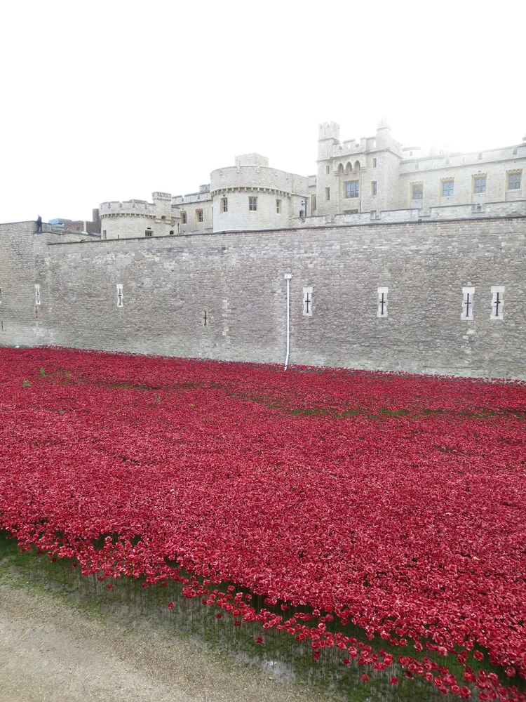 Tower Poppies, a few minutes before 11am on 11th November 2014. Photograph: Anna Wilkins