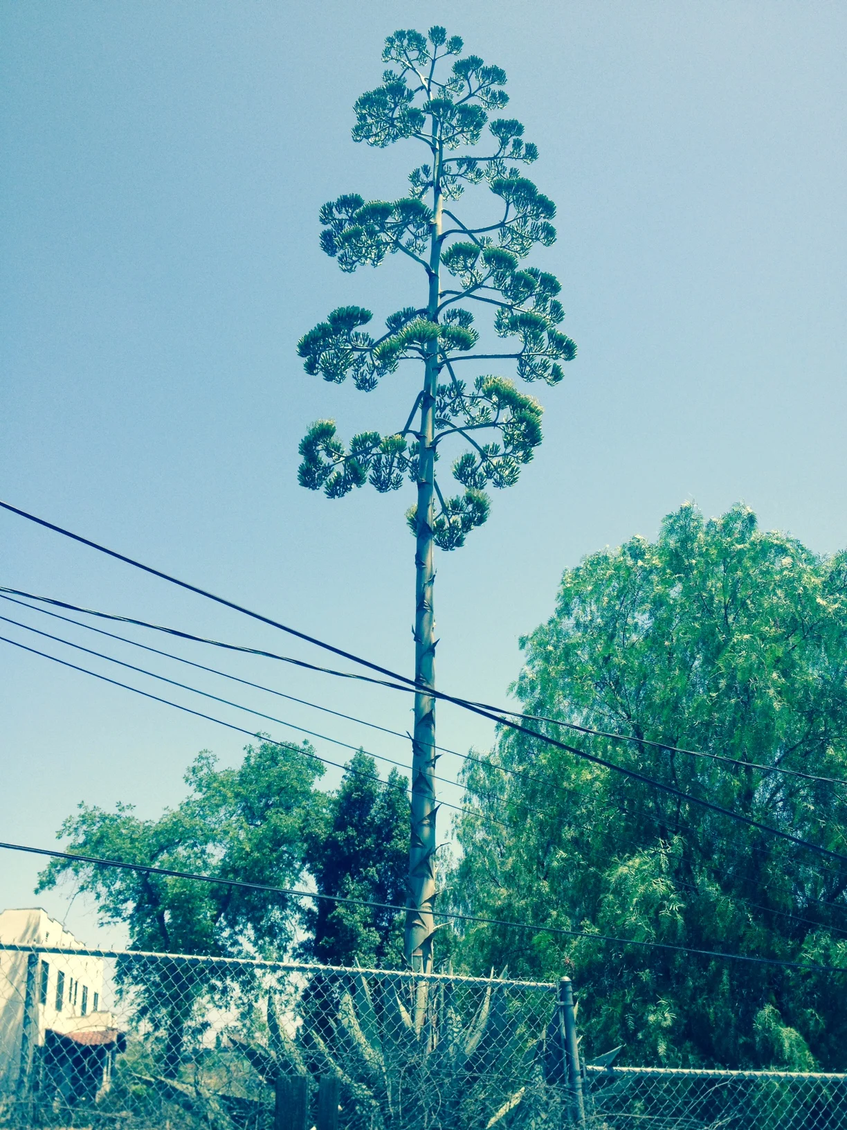 To Scare A Mockingbird