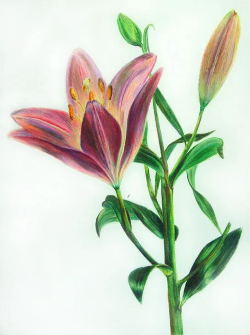 Botanical Study #4