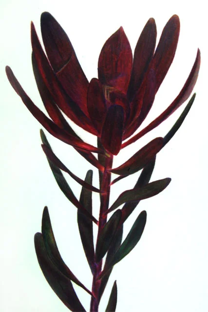 Botanical Study #3