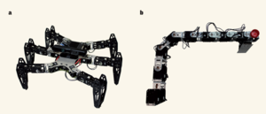 Cully et al . 1 have designed an algorithm that allows robots to develop strategies for overcoming the effects of damaged limbs. Two robots were used: a , a hexapod (width 50 centimeters); b , a robotic arm (length 62 cm). Antoine Cully/UPMC