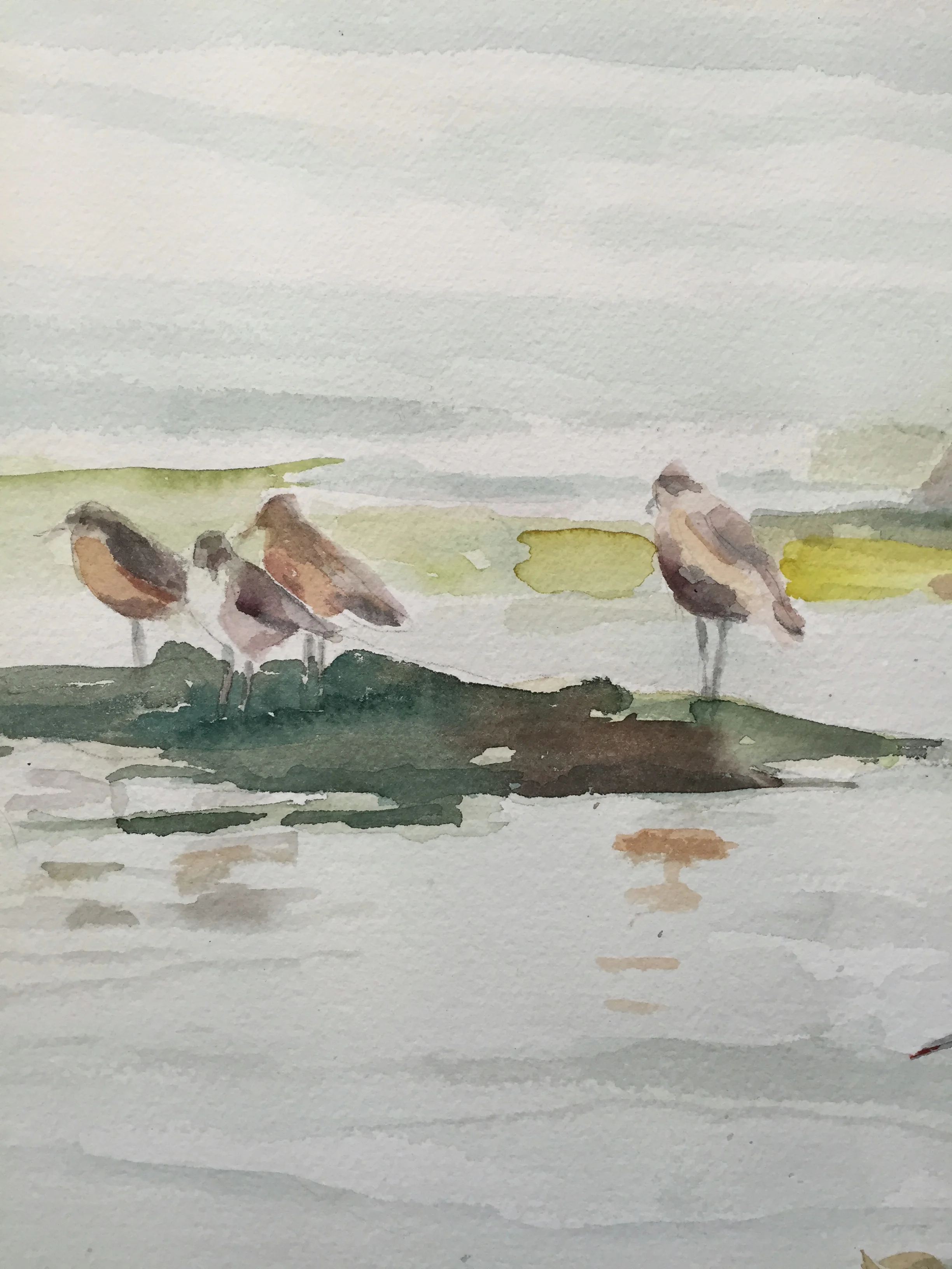 birds1-5.jpg