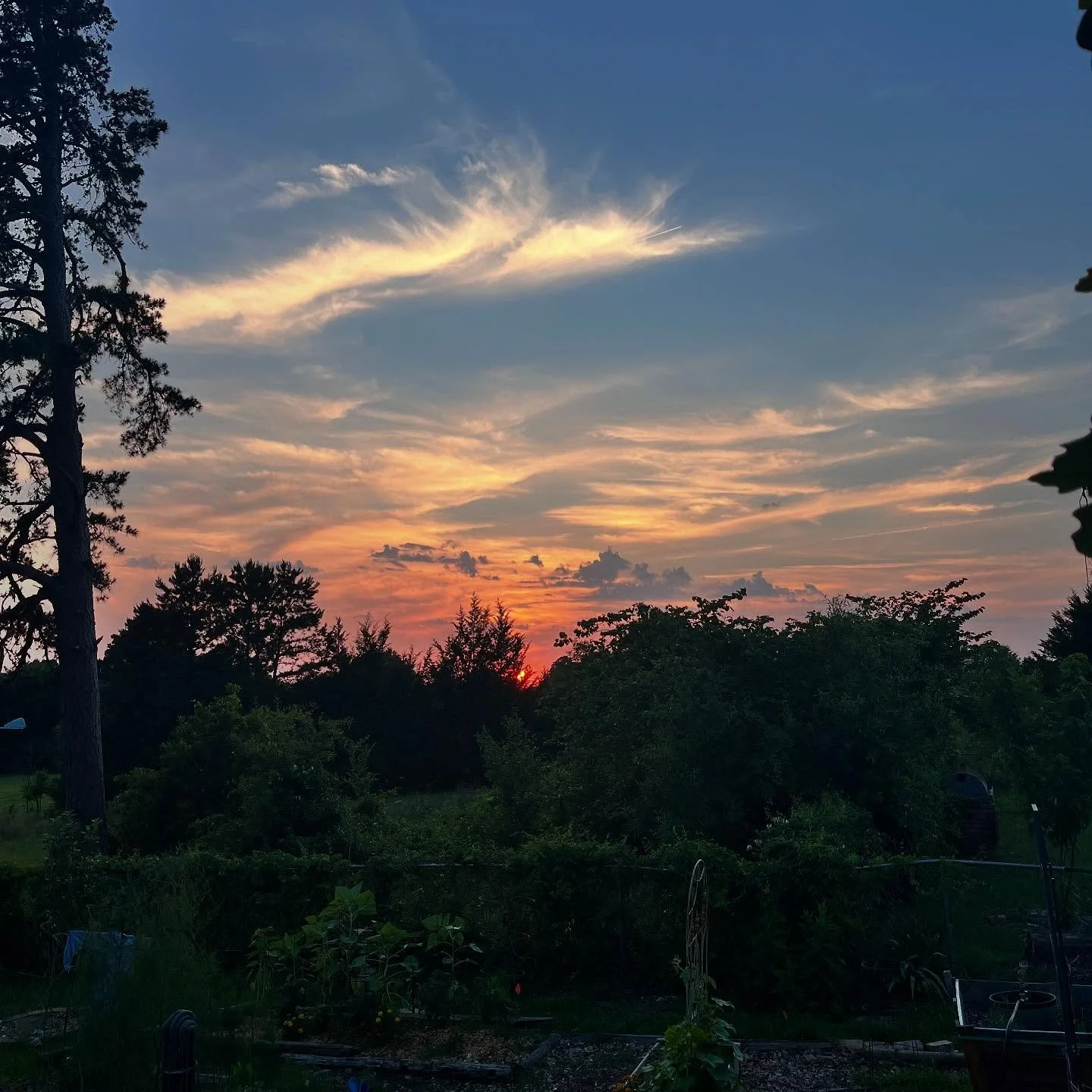 Some summer so far...
I tended the garden, had an art show and was adopted by a dog. 
I grieved with my family, celebrated a new life, sold some art and started a creative weekly meet up group.
I questioned all my choices, been irresponsible, lazy an