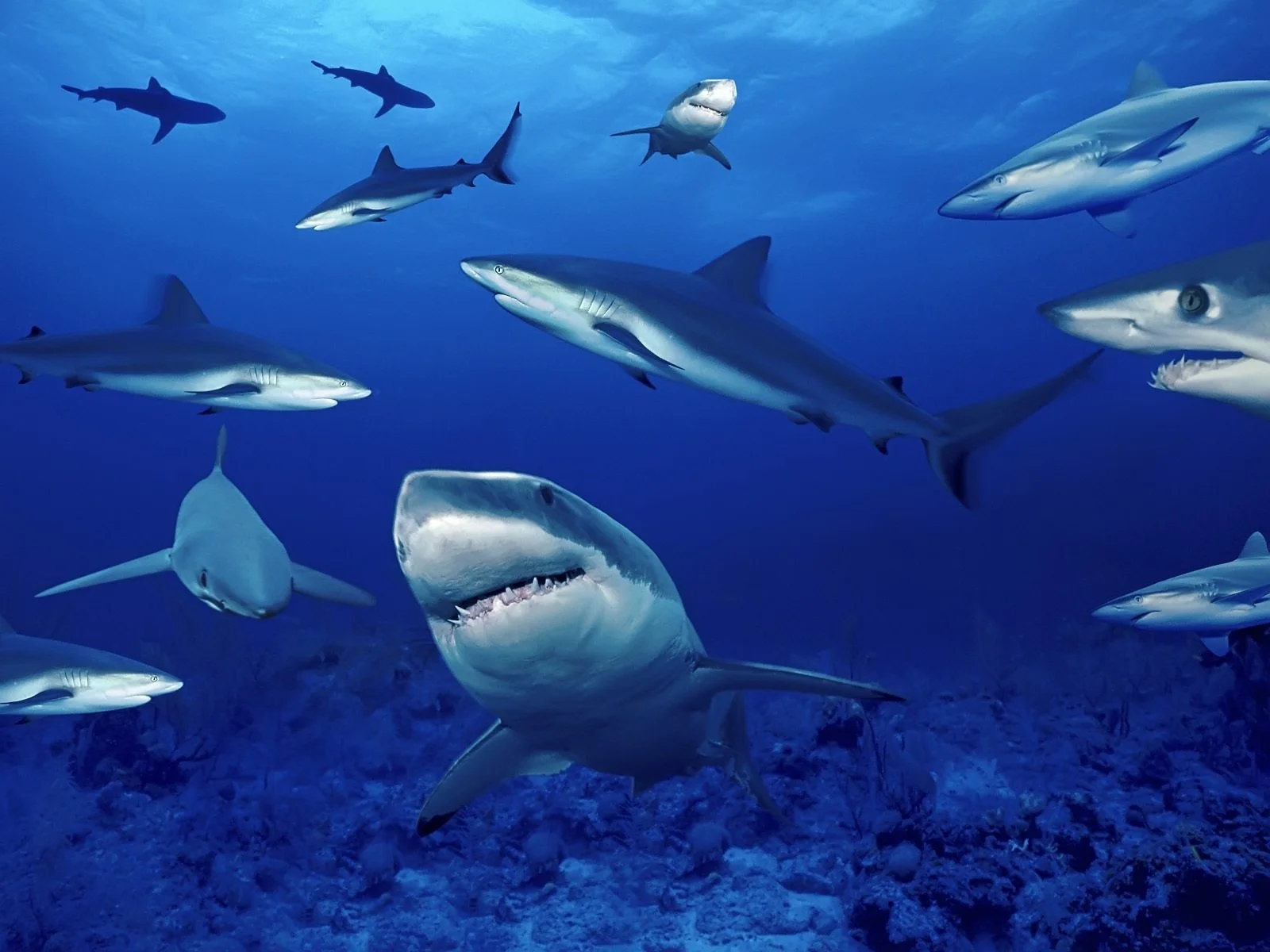 shark_hd_wallpaper-normal.jpg