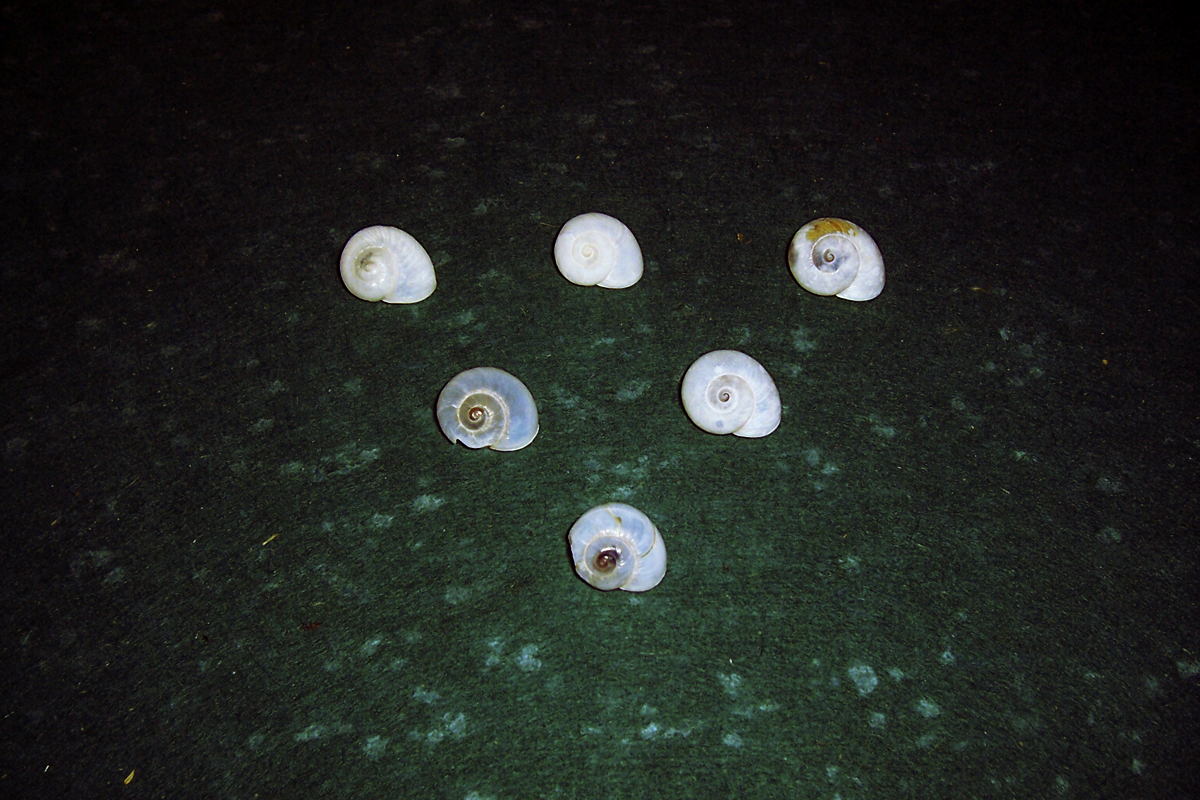 Erick Andino - Shells Enchantment