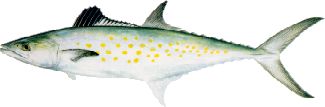SPANISH MACKERAL are normally plentiful just off the beach in the summer. These guys are quite tasty and we can often troll up a mess of them while searching for cobia. Sometimes we can cast to them too.They run 1 to 4 pounds, sometimes a little bigger.
