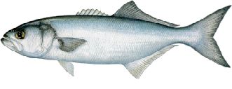 BLUEFISH are a common inshore species frequently caught casting lures and also while trolling for spanish mackeral. 1 to 5 pounds but possibly up to 10 or more especially in spring or fall. The little guys are great fried.
